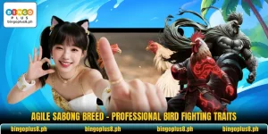 Agile Sabong Breed - Professional Bird Fighting Traits