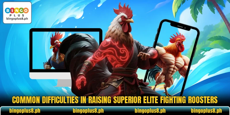 Common difficulties in raising superior elite fighting roosters Common difficulties in raising superior elite fighting roosters