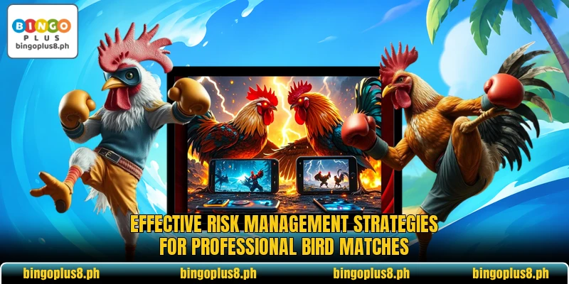 Effective risk management strategies for professional bird matches