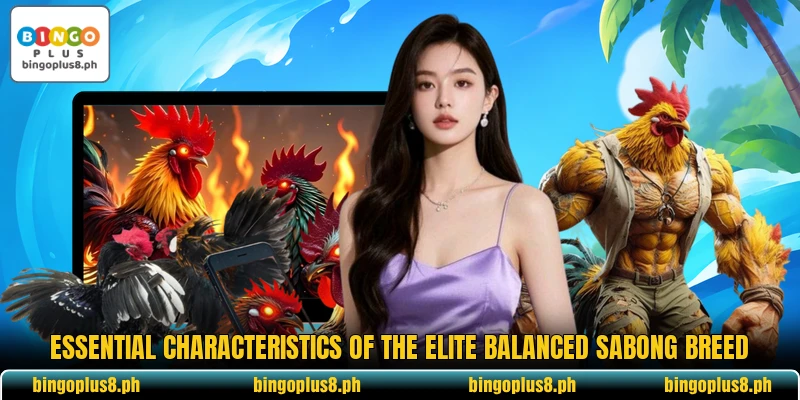 Essential characteristics of the elite balanced Sabong breed Essential characteristics of the elite balanced Sabong breed