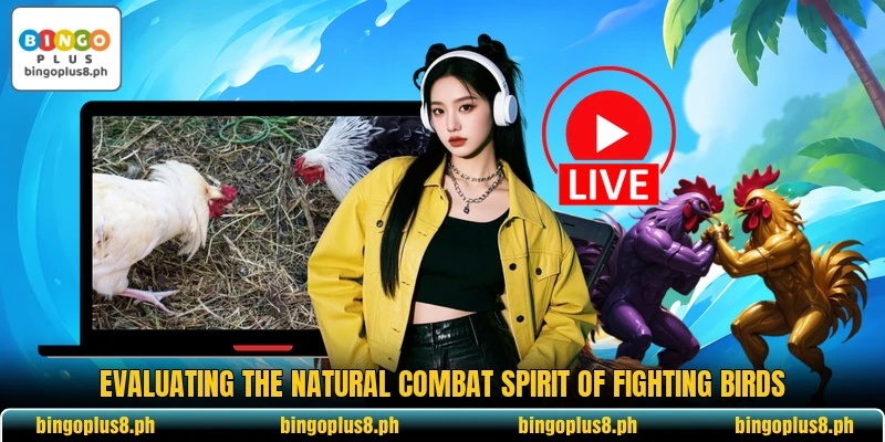 Evaluating the natural combat spirit of fighting birds Evaluating the natural combat spirit of fighting birds