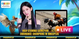High Stamina Gamefowl - Elite Endurance Champions In BingoPlus