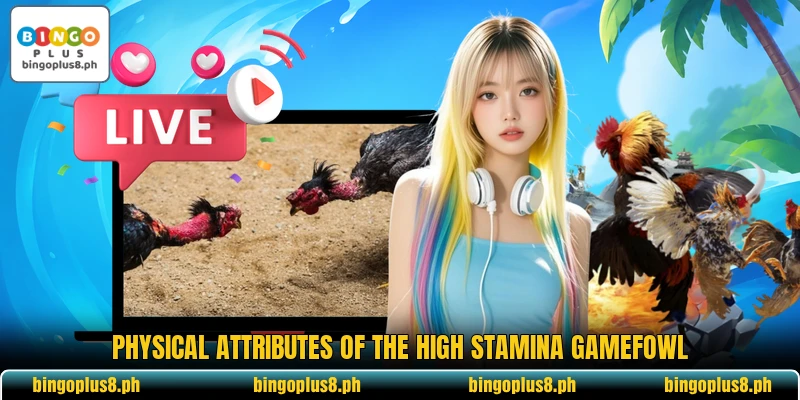 Physical attributes of the High Stamina Gamefowl