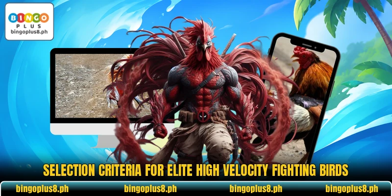 Selection criteria for elite high velocity fighting birds
