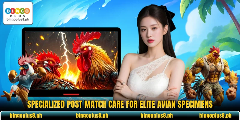 Specialized post match care for elite avian specimens